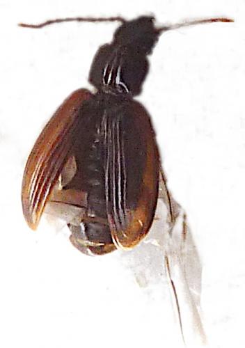 Réf. 255 853 : Trechus sp.